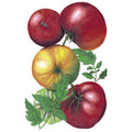 Greenhaus Gardening Tomato Seeds Pole Tomato for Large 10–12 oz Fruits
