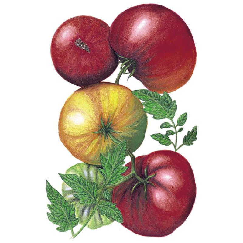 Greenhaus Gardening Tomato Seeds Pole Tomato for Large 10–12 oz Fruits