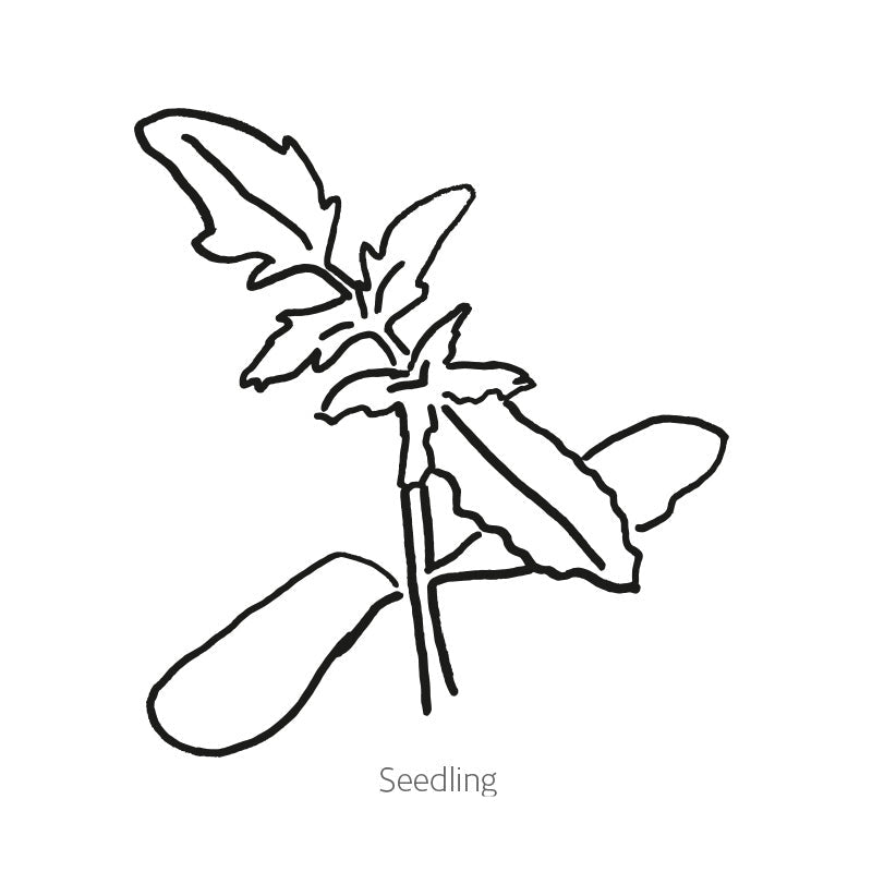Greenhaus Gardening Tomato Seeds Bush Roma for Vegetable Garden Planting