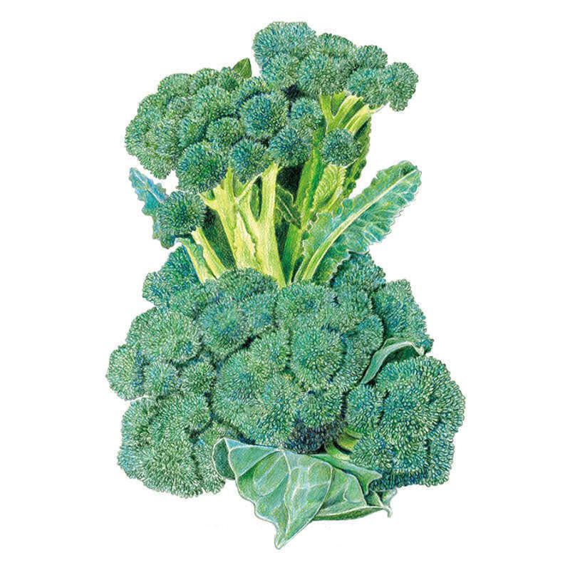 Greenhaus Gardening Broccoli Seeds Main Head and Side Shoot Harvest Variety