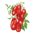 Greenhaus Gardening High Yield Paste Tomato Seeds for Backyard Gardens