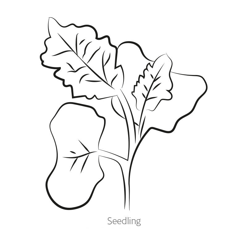 Greenhaus Gardening Kale Seeds Lacinato Dinosaur Heirloom Tuscan Kale