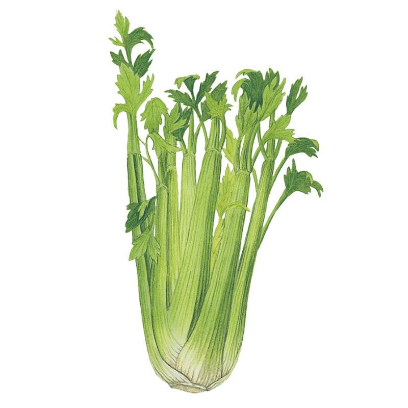 Greenhaus Gardening Celery Seeds Crisp Juicy Celery for Vegetable Gardens