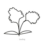 Greenhaus Gardening Celery Seeds Crisp Juicy Celery for Vegetable Gardens
