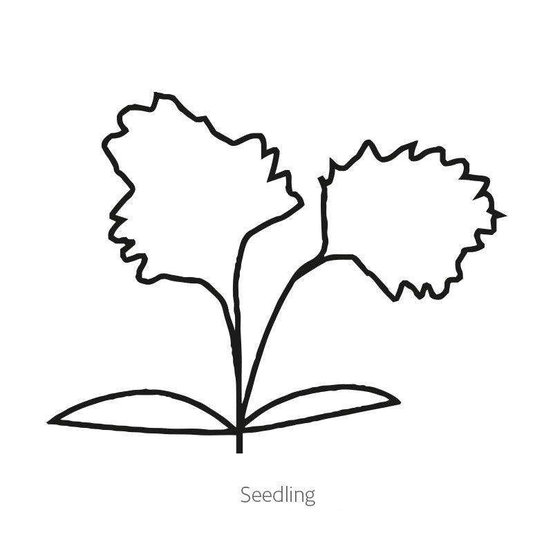 Greenhaus Gardening Celery Seeds Crisp Juicy Celery for Vegetable Gardens