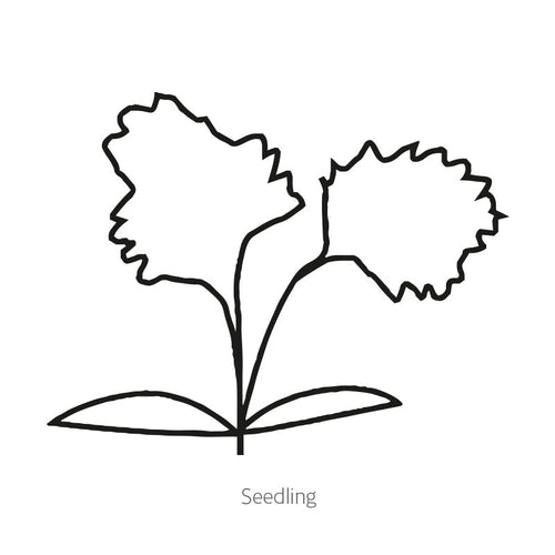 Greenhaus Gardening Celery Seeds Crisp Juicy Celery for Vegetable Gardens