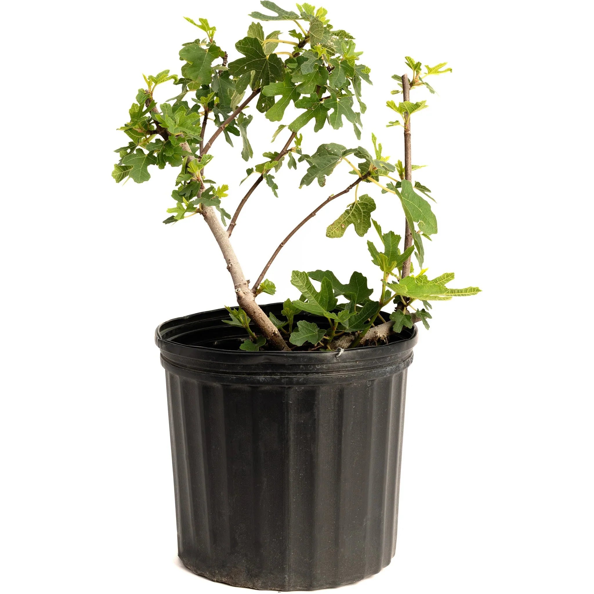 Greenhaus Gardening Fig Tree Low-Maintenance Black Mission Fig Plant