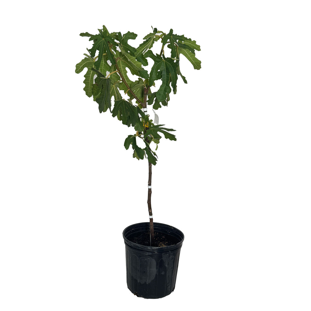 Greenhaus Gardening Fig Tree Low-Maintenance Black Mission Fig Plant