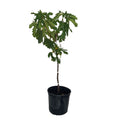 Greenhaus Gardening Fig Tree Low-Maintenance Black Mission Fig Plant