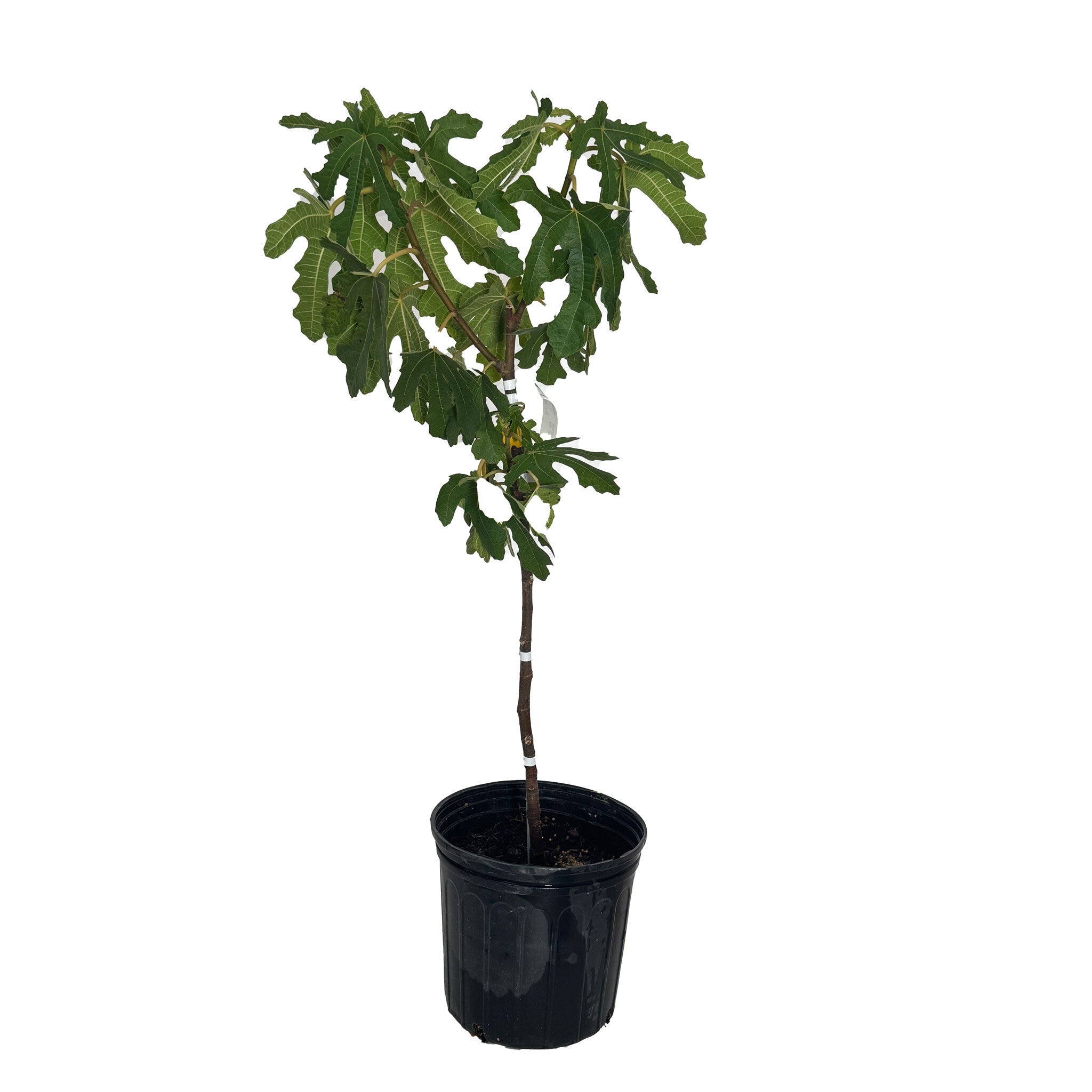 Greenhaus Gardening Fig Tree Low-Maintenance Black Mission Fig Plant