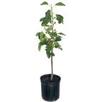 Greenhaus Gardening Fig Tree Fignomenal Dwarf Plant for Home Gardens