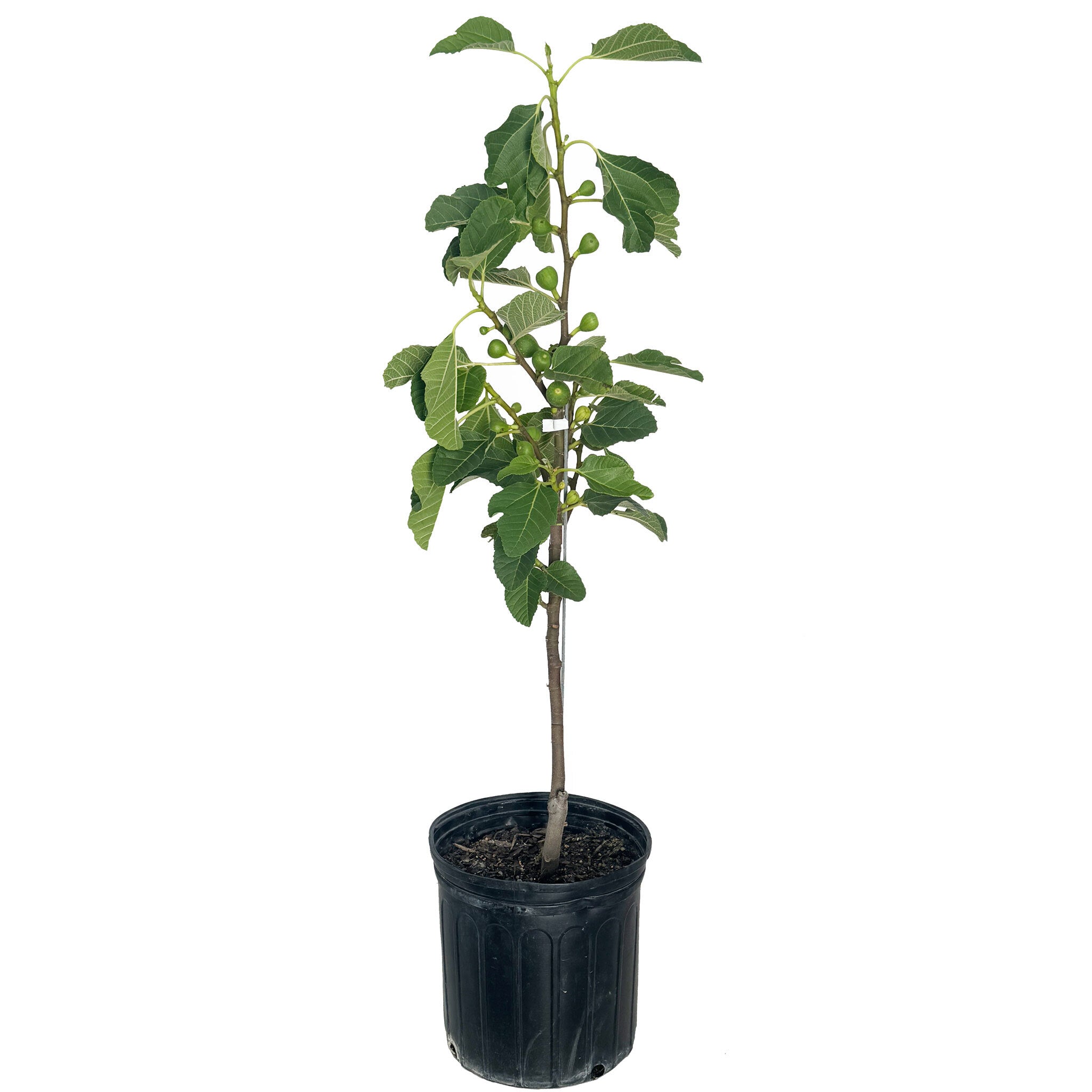 Greenhaus Gardening Fig Tree Fignomenal Dwarf Plant for Home Gardens