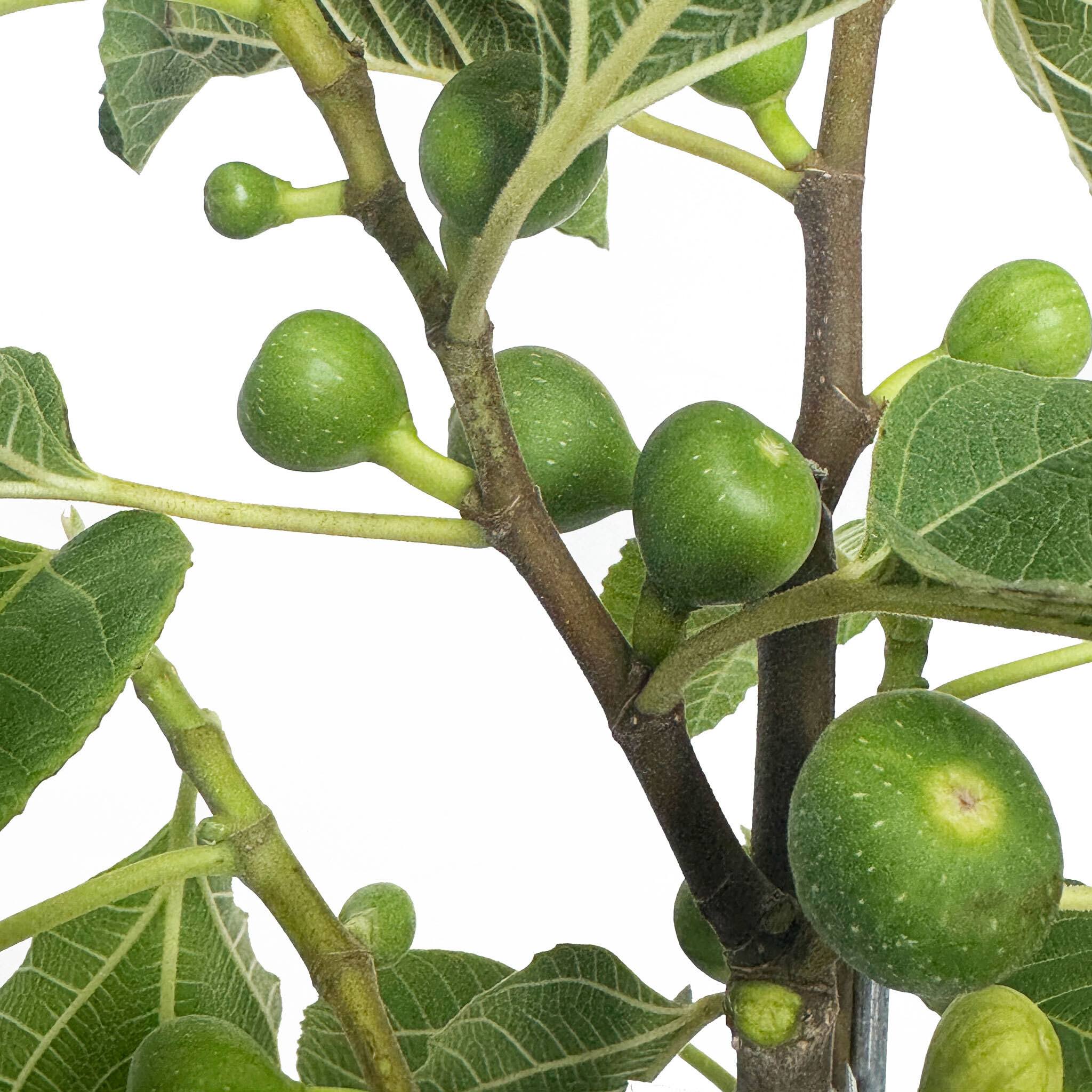 Greenhaus Gardening Fig Tree Fignomenal Dwarf Plant for Home Gardens