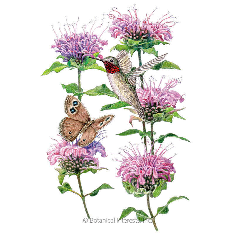 Greenhaus Gardening Wild Bergamot Seeds Mildew-Resistant Monarda for Home Gardens