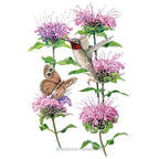 Greenhaus Gardening Wild Bergamot Seeds Mildew-Resistant Monarda for Home Gardens
