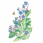 Greenhaus Gardening Borage Seeds Drought-Tolerant Herb for Garden Cover Crop