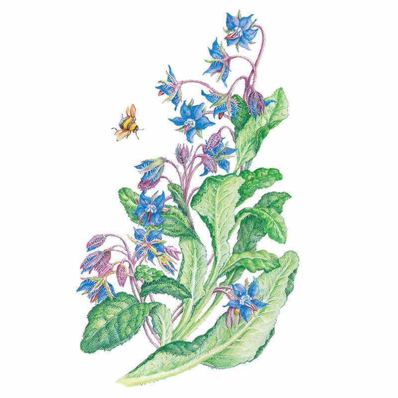 Greenhaus Gardening Borage Seeds Drought-Tolerant Herb for Garden Cover Crop
