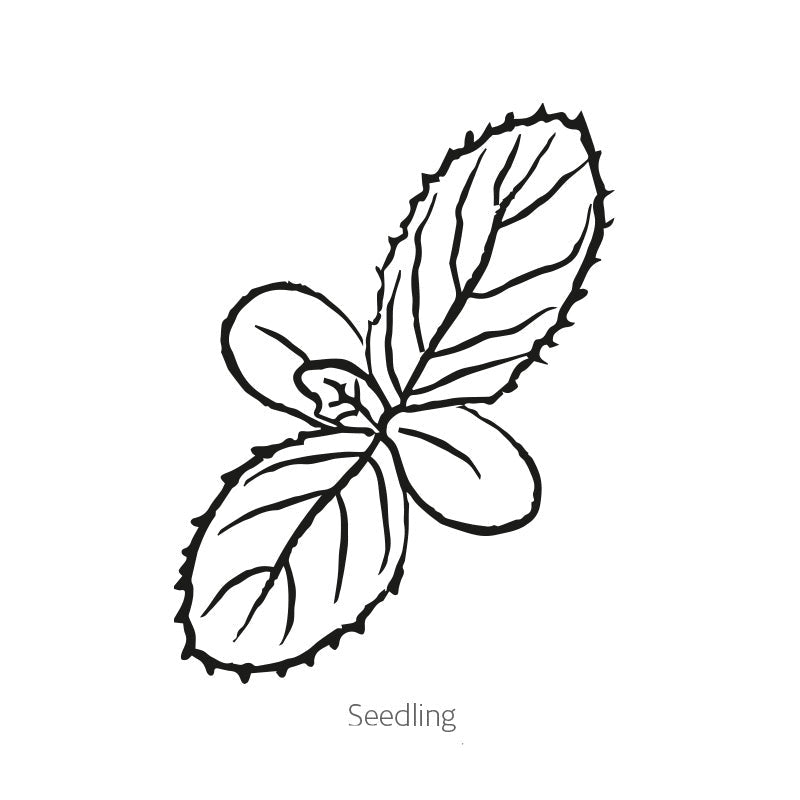 Greenhaus Gardening Borage Seeds Drought-Tolerant Herb for Garden Cover Crop