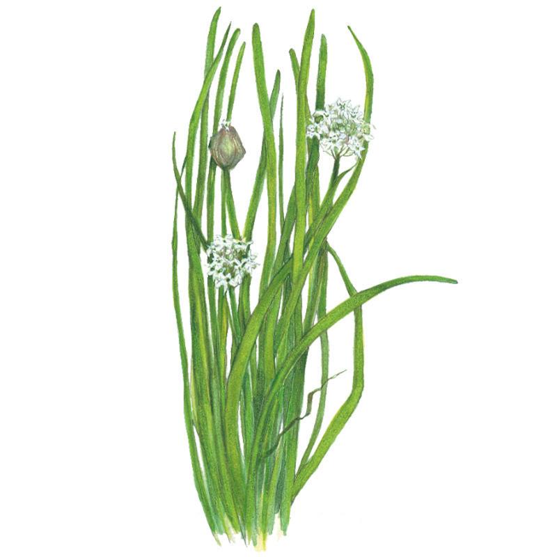 Greenhaus Gardening Garlic Chives Seeds Edible Flower Herb for Pollinator Gardens