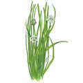 Greenhaus Gardening Garlic Chives Seeds Edible Flower Herb for Pollinator Gardens