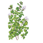 Greenhaus Gardening Oregano Seeds Aromatic Perennial Herb for Home Gardens