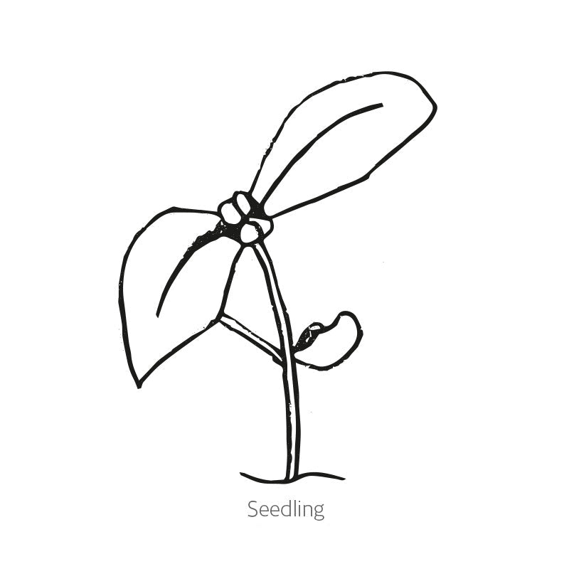 Greenhaus Gardening Oregano Seeds Aromatic Perennial Herb for Home Gardens