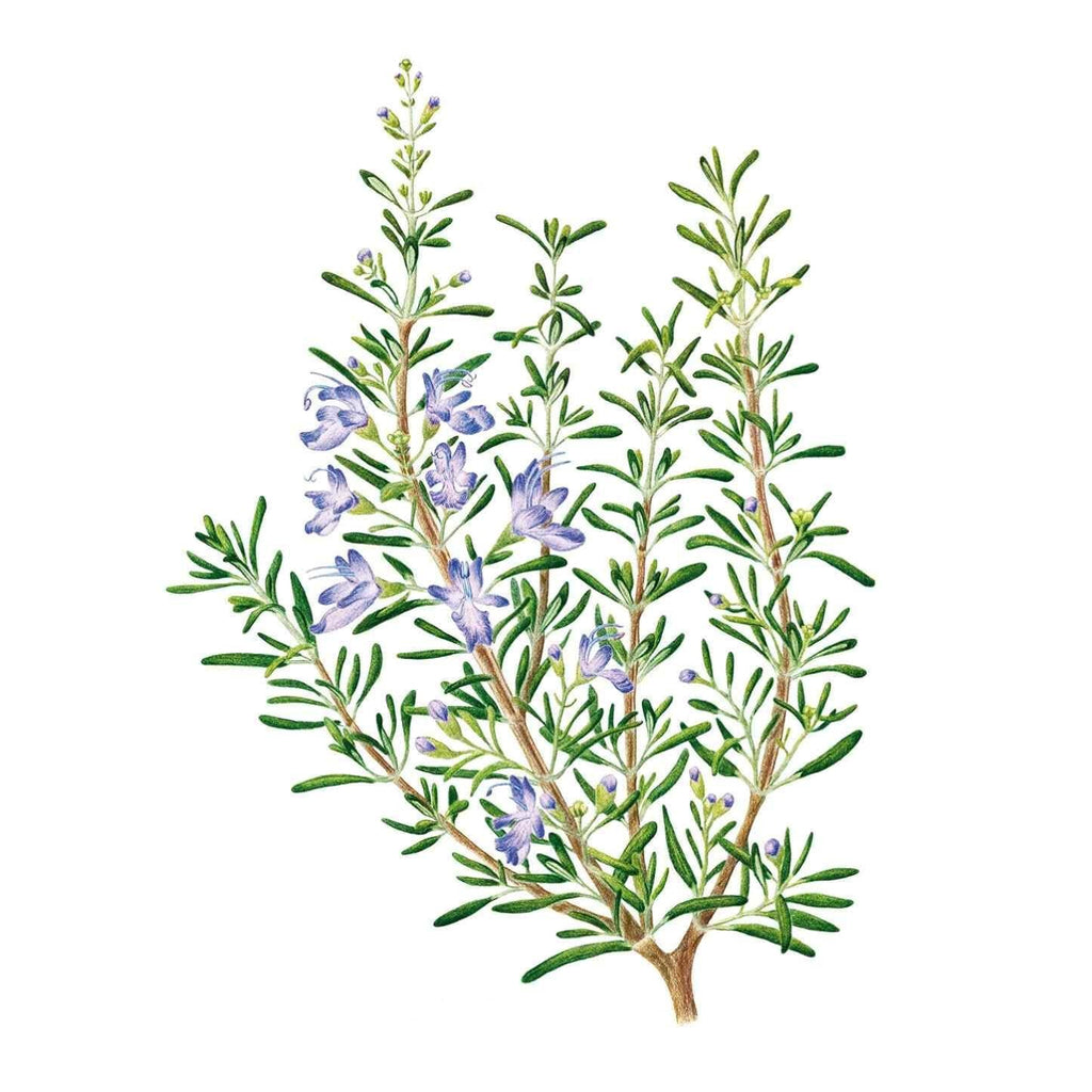 Greenhaus Gardening Rosemary Seeds Ornamental Culinary Herb for Home Gardens
