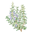 Greenhaus Gardening Rosemary Seeds Ornamental Culinary Herb for Home Gardens