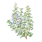 Greenhaus Gardening Rosemary Seeds Ornamental Culinary Herb for Home Gardens