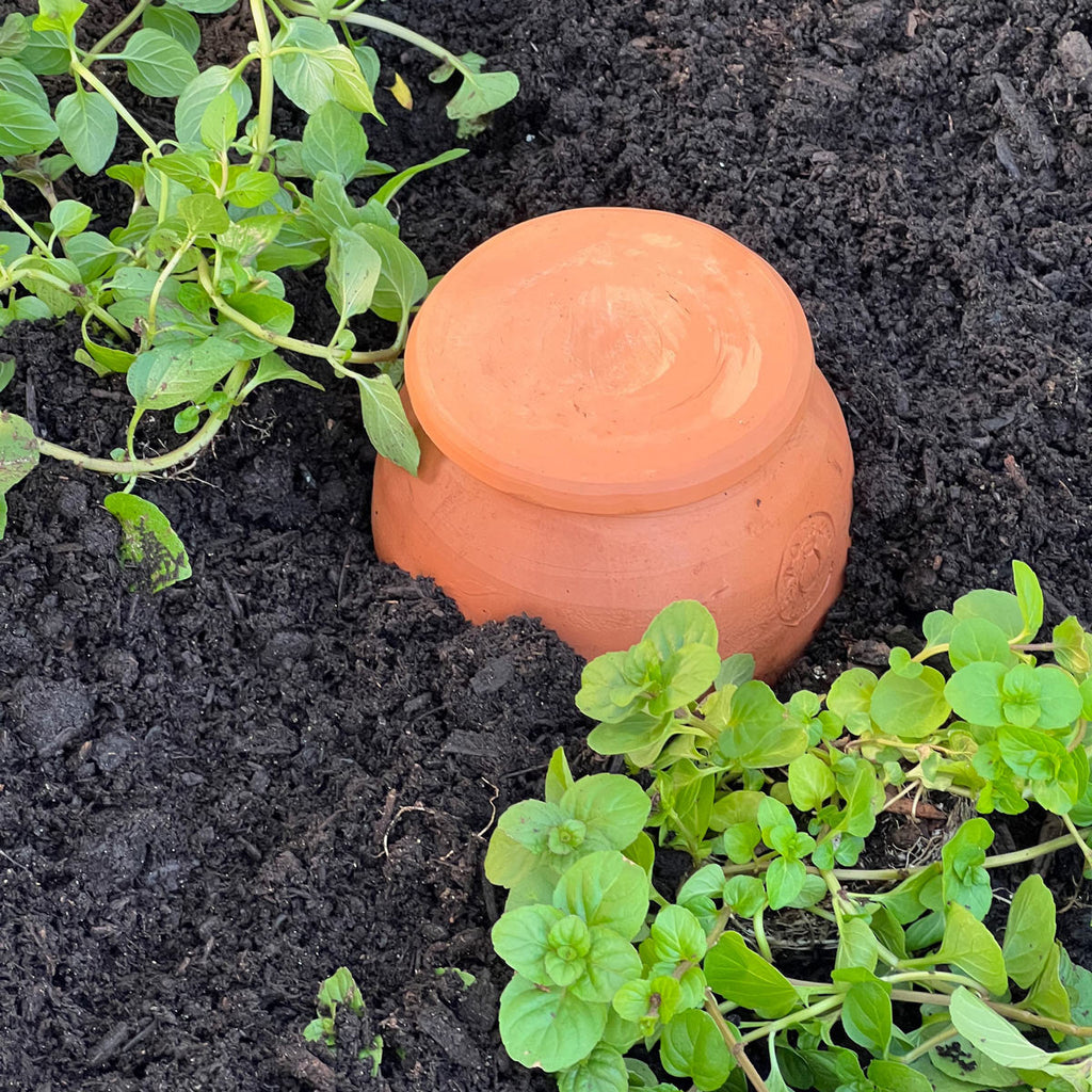 Greenhaus Gardening Olla Watering Pot – Natural Underground Irrigation