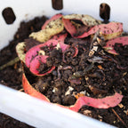 Greenhaus Gardening In-Ground Worm Composter for Garden Beds