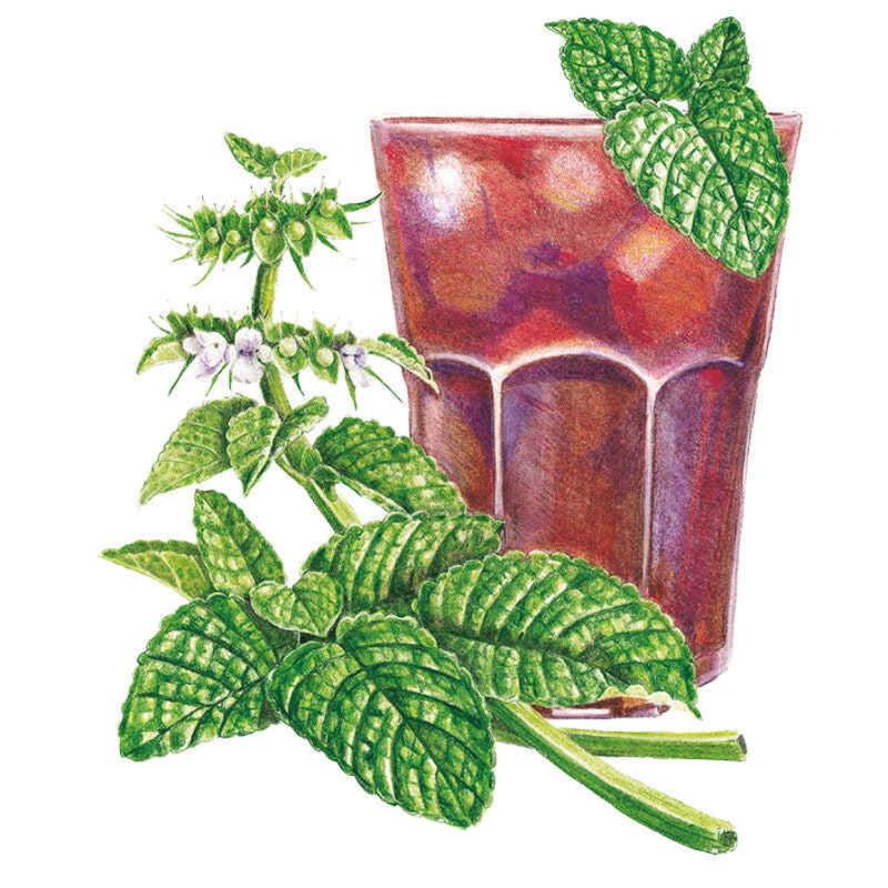 Greenhaus Gardening Lemon Balm Seeds Aromatic Herb for Indoor and Outdoor Gardens