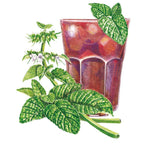 Greenhaus Gardening Lemon Balm Seeds Aromatic Herb for Indoor and Outdoor Gardens