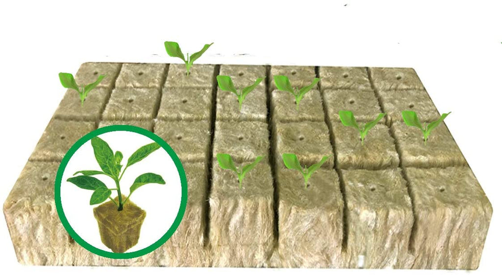 Greenhaus Gardening Rockwool Plant Starter Cubes for Propagation