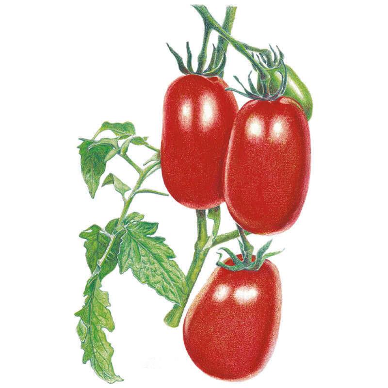 Greenhaus Gardening Tomato Seeds Bush Roma for Vegetable Garden Planting