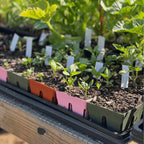 Greenhaus Gardening Seed Starting Trays 6-Cell Recycled Plastic Nursery Inserts