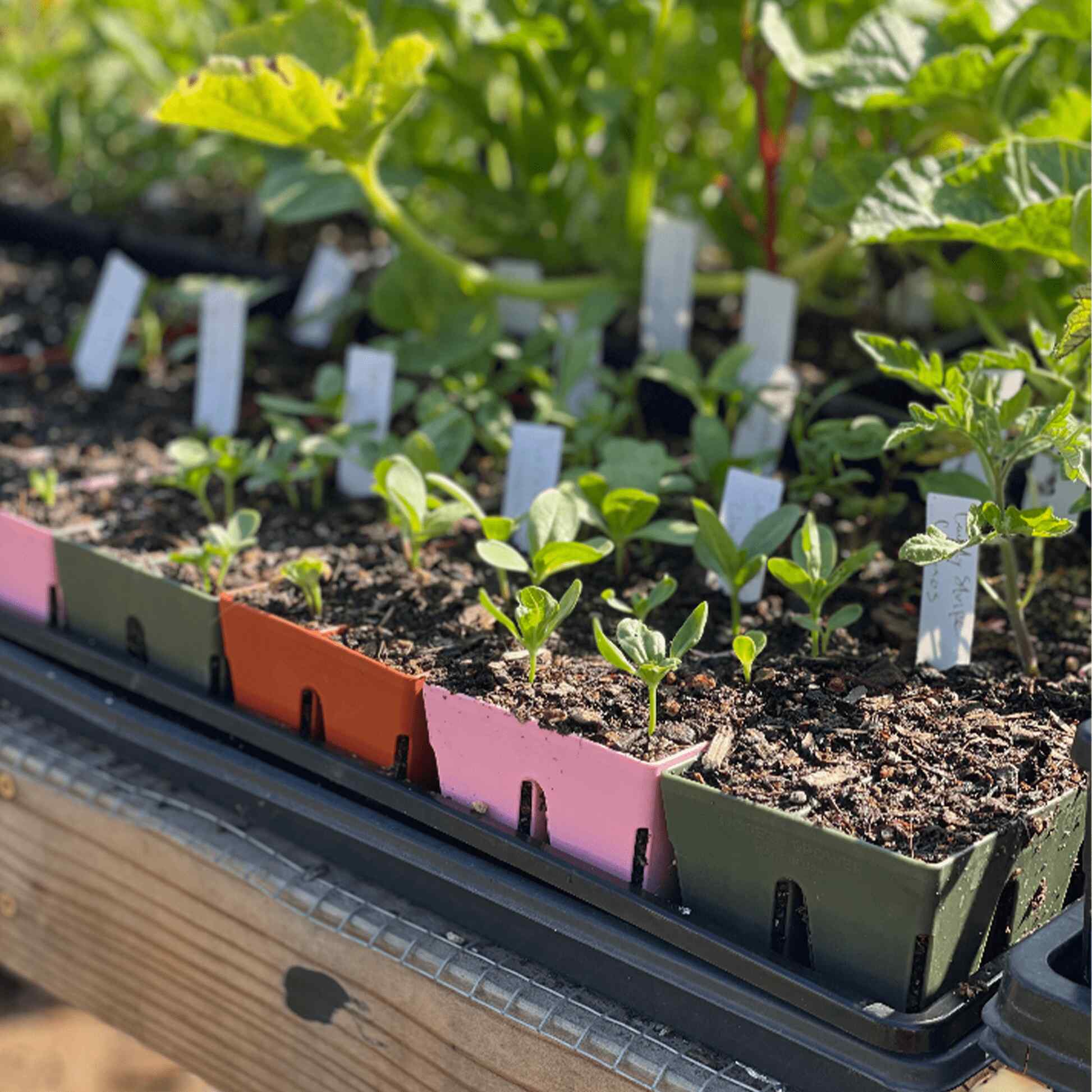 Greenhaus Gardening Seed Starting Trays 6-Cell Recycled Plastic Nursery Inserts