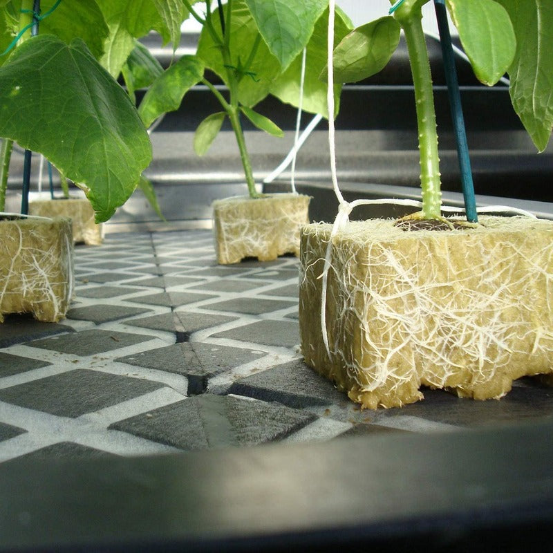 Greenhaus Gardening Rockwool Plant Starter Cubes for Propagation