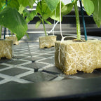 Greenhaus Gardening Rockwool Plant Starter Cubes for Propagation