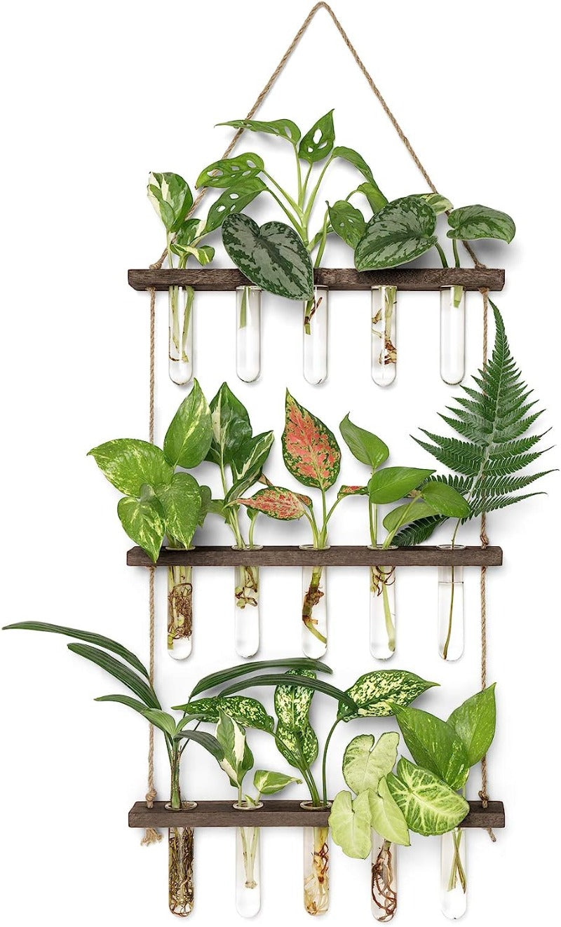 Greenhaus Gardening Wooden Plant Propagation Stand with Glass Bulb Vases