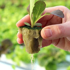 Greenhaus Gardening Rockwool Plant Starter Cubes for Propagation