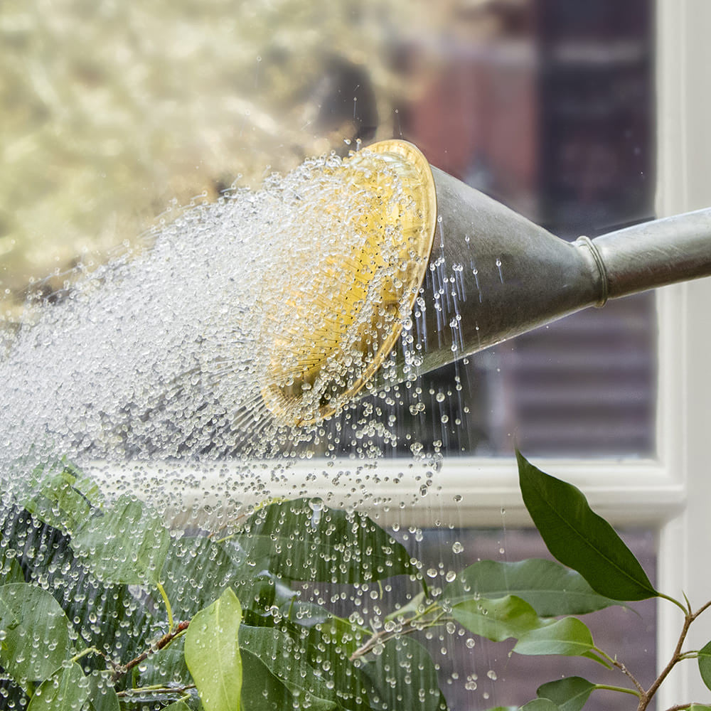 Greenhaus Gardening Watering Can – 2 Gallon Capacity with Removable Brass Rose