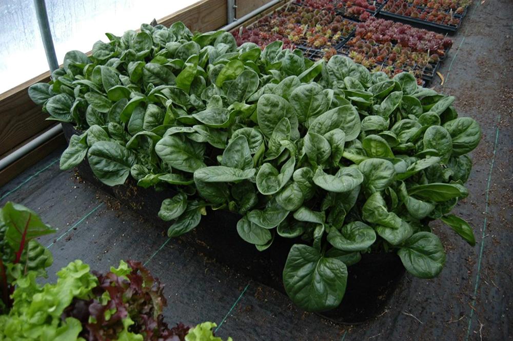 Greenhaus Gardening Breathable Fabric Raised Bed for Fruits Herbs and Plants
