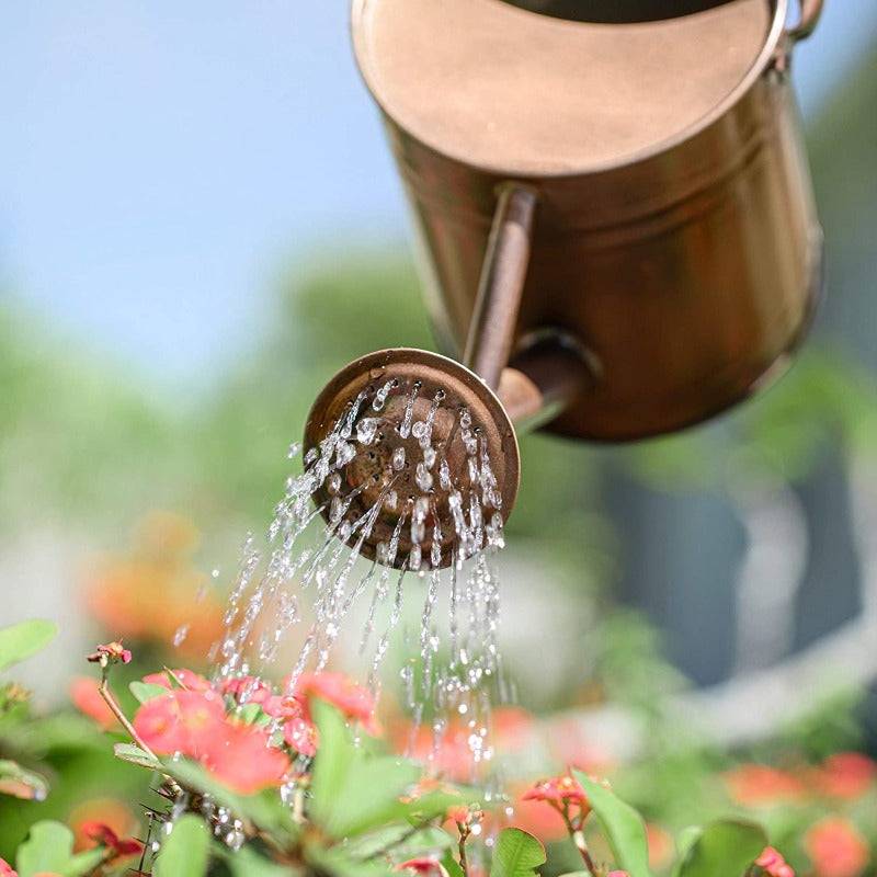 Greenhaus Gardening Decorative Metal Watering Can for Indoor Plants and Gardens