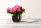 Greenhaus Gardening Automatic Plant Waterers for Potted Plants and Containers