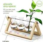 Greenhaus Gardening Wooden Plant Propagation Stand with Glass Bulb Vases