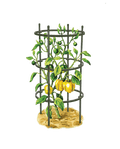 Greenhaus Gardening Pepper & Eggplant Cages Set of 3, Heavy Duty Plant Supports
