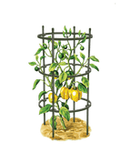 Greenhaus Gardening Pepper & Eggplant Cages Set of 3, Heavy Duty Plant Supports