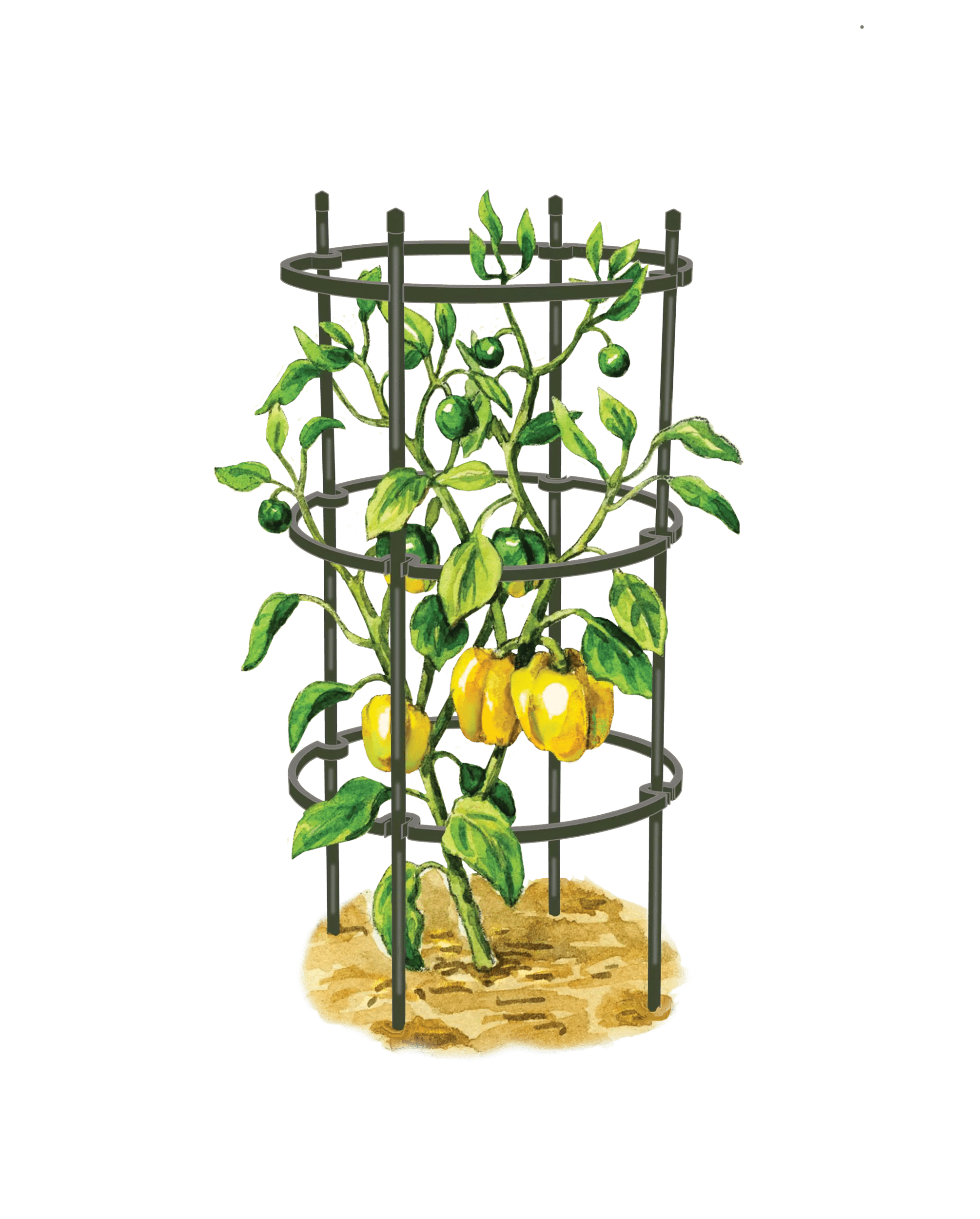 Greenhaus Gardening Pepper & Eggplant Cages Set of 3, Heavy Duty Plant Supports