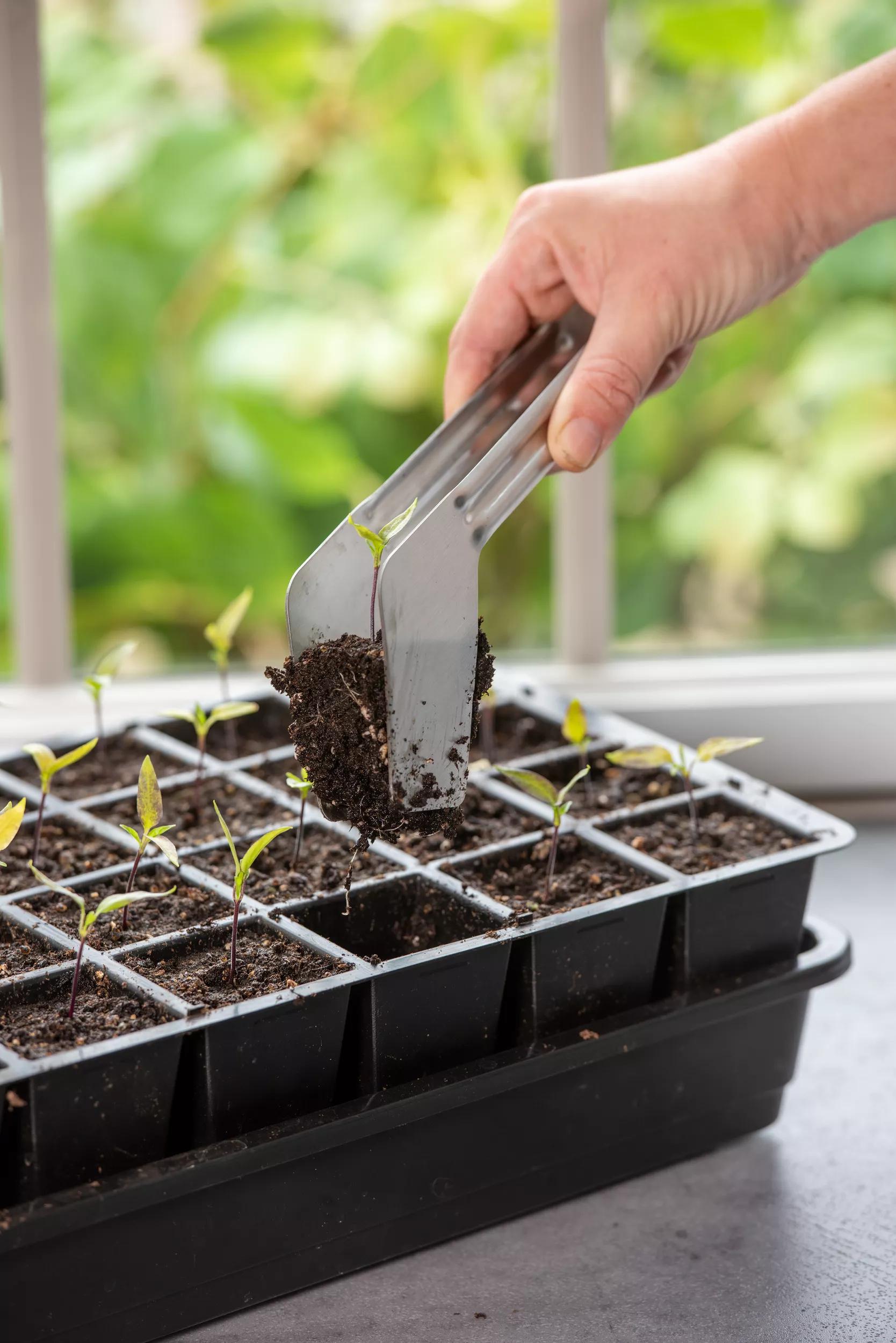 Greenhaus Gardening Transplant Tongs, Precision Seed Starting Garden Tool